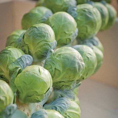 Brussels Sprout Brilliant F1 Hybrid Seeds
