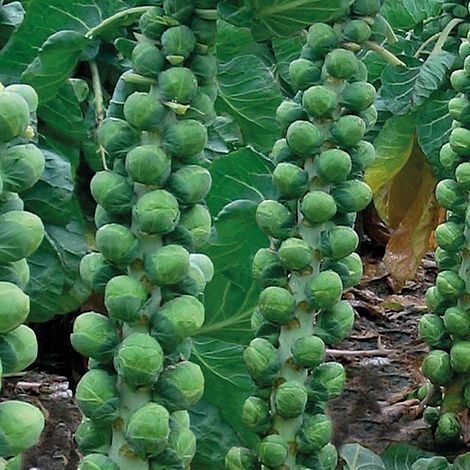 Brussels Sprout Brodie F1 Hybrid Vegetable Seeds