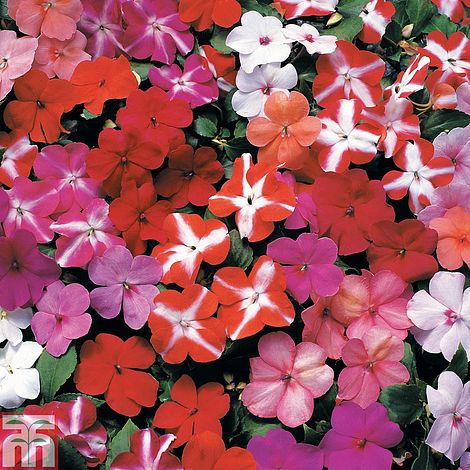 Busy Lizzie Worldbeater Flower Seeds