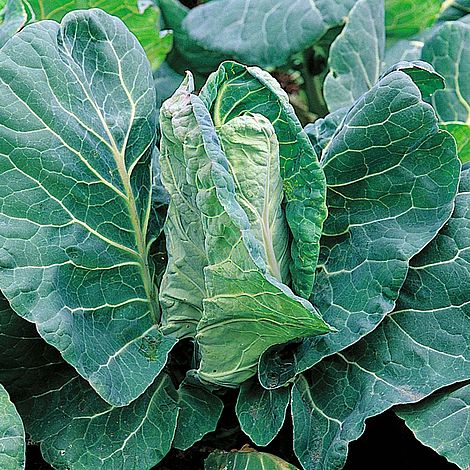 Cabbage Greyhound Seeds
