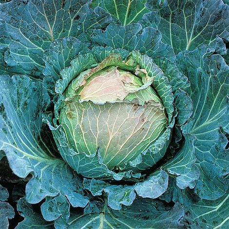 Cabbage January King 3 Seeds