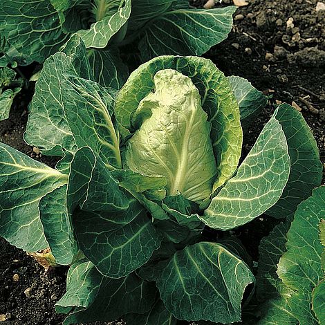 Cabbage (Spring) April Seeds