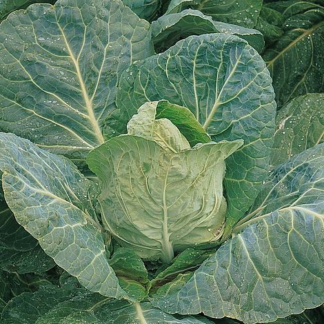 Cabbage Durham Early Seeds