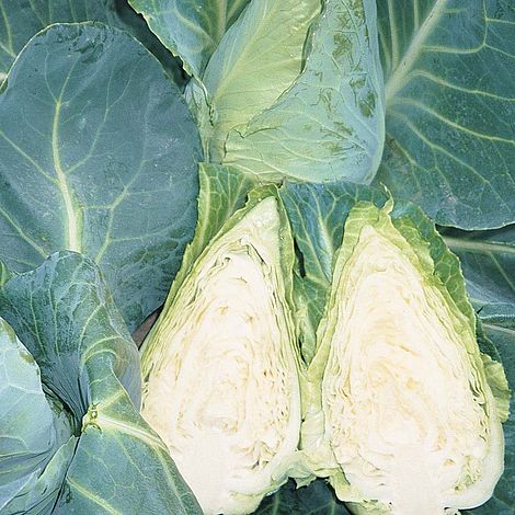 Cabbage Caramba F1 Hybrid Seeds