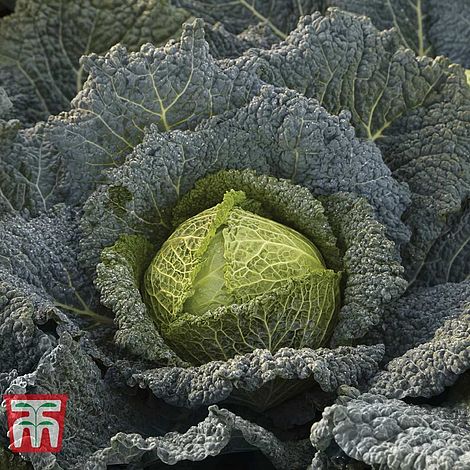 Cabbage Cordesa F1 Hybrid Vegetable Seeds