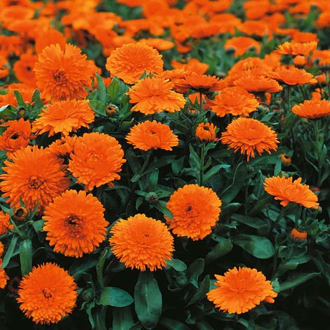 Calendula Candyman Orange Flower Seeds