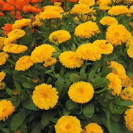 Calendula Candyman Yellow Flower Seeds