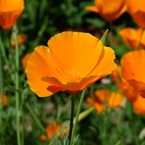 Californian Poppy Sun Shades Flower Seeds