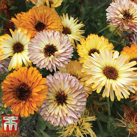 Calendula Playtime Mix Flower Seeds