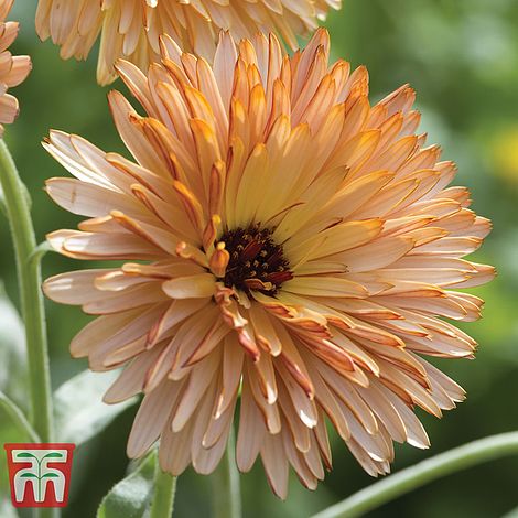 Calendula Orange Flash Flower Seeds