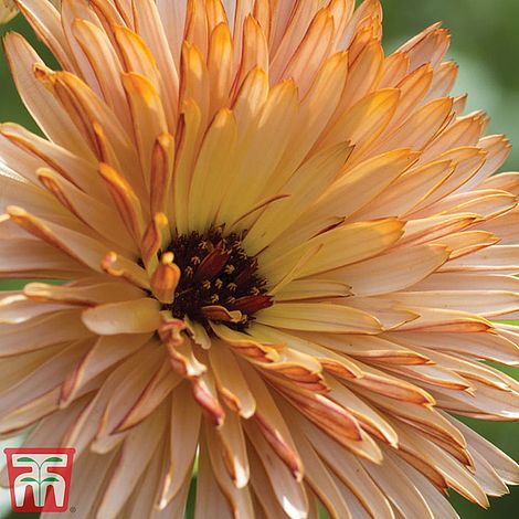 Calendula Orange Flash Flower Seeds
