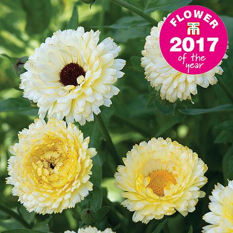 Calendula Snow Princess Flower Seeds