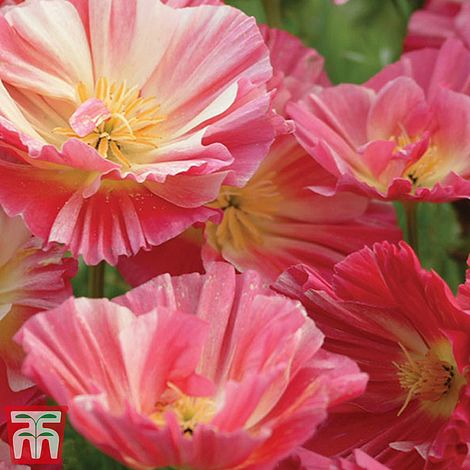Californian Poppy Rose Chiffon Flower Seeds
