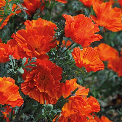 Californian Poppy Copper Swirl Flower Seeds