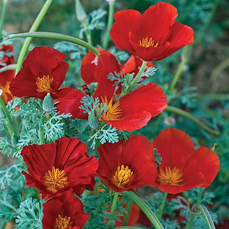 Californian Poppy Red Chief Flower Seeds