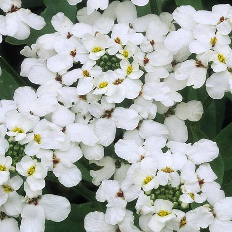 Candytuft Giant Hyacinth Flower Seeds
