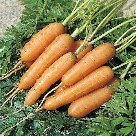 Carrot Adelaide F1 Seeds