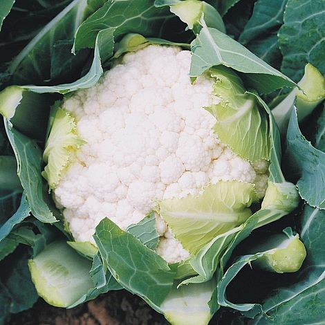 Cauliflower Boris F1 Hybrid Seeds