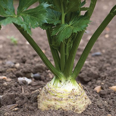 Celeriac Monarch Seeds