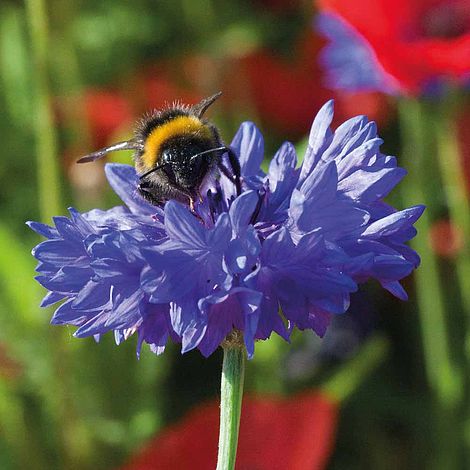 Wild Flower Cornflower Blue Diadem Flower Seeds