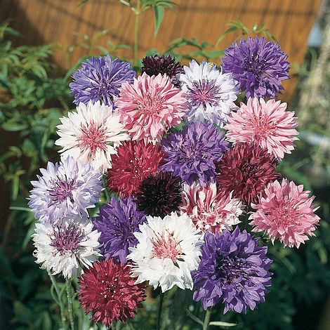 Cornflower Polka Dot Mixed Flower Seeds
