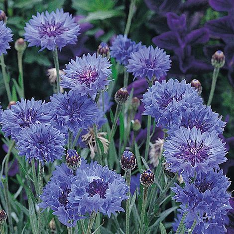 Cornflower Dwarf Jubilee Gem Flower Seeds