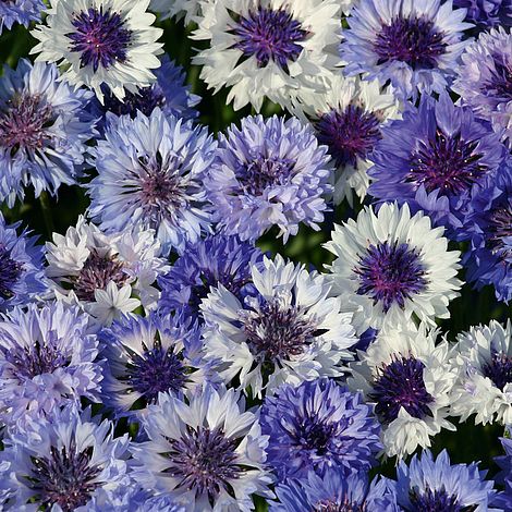 Cornflower Classic Fantastic Flower Seeds