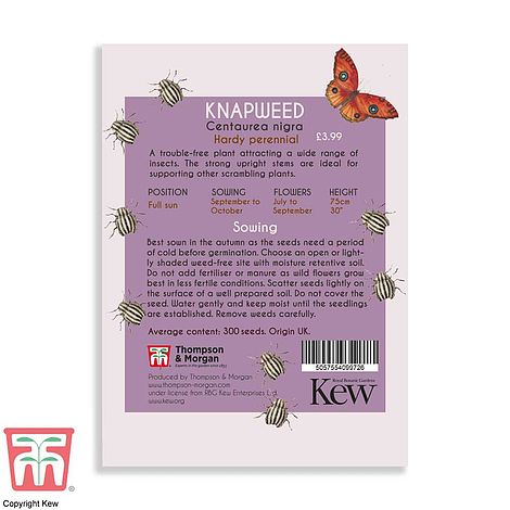 Knapweed Flower Seeds