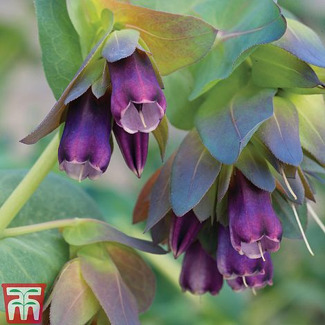 Cerinthe Major Purpurascens Flower Seeds