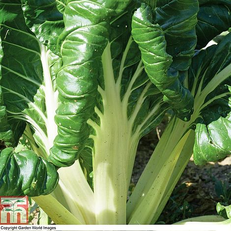 Swiss Chard Fordhook Giant Seeds