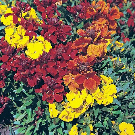Wallflower Dwarf Brilliant Bedder Flower Seeds