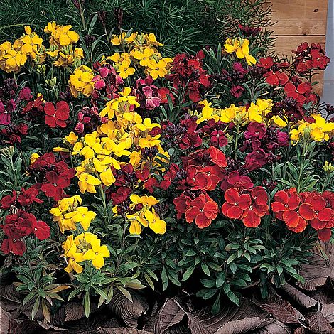 Wallflower Tom Thumb Flower Seeds