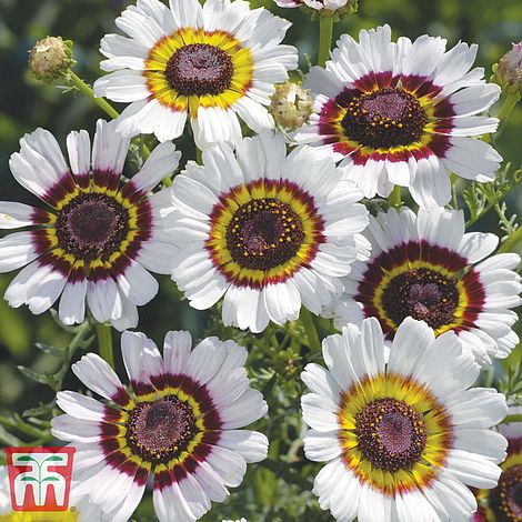 Chrysanthemum Cockade Flower Seeds