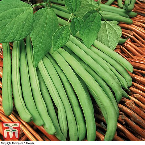 Climbing Bean Cobra Seeds