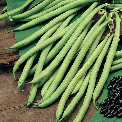 Climbing Bean Cobra Seeds