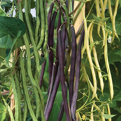 Climbing Bean Mixed Vegetable Seeds