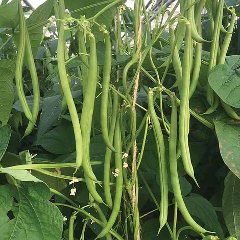 Climbing Bean Mamba Seeds