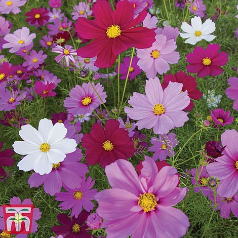 Cosmos Sensation Mixed Flower Seeds