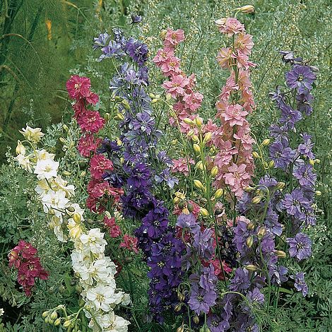Larkspur T&M Improved Mixed Flower Seeds