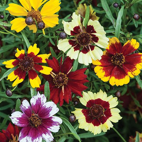Coreopsis Incredible Dwarf Mixed Flower Seeds