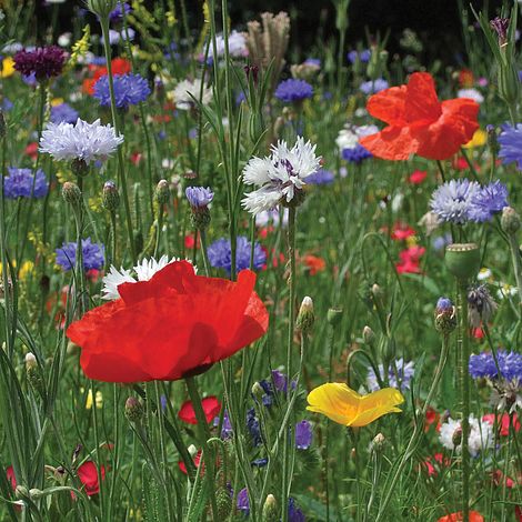 Wild Flower Cornfield Mixture Flower Seeds