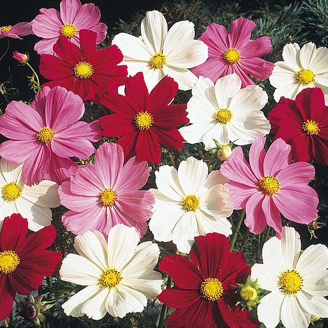 Cosmos Gazebo Mixture Flower Seeds