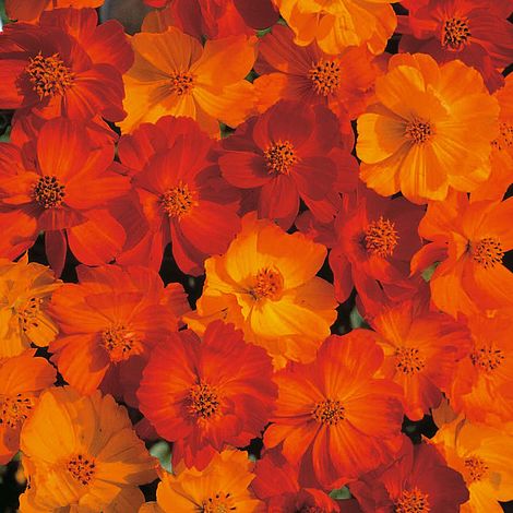 Cosmos Polidor Flower Seeds