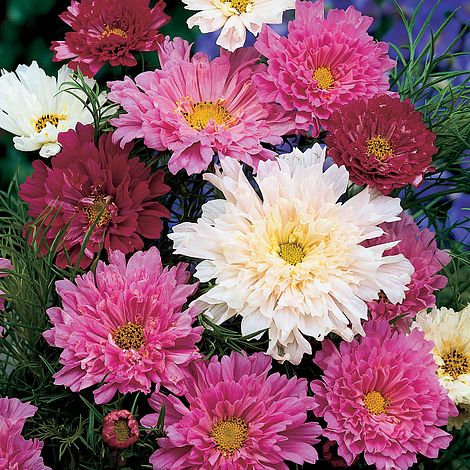 Cosmos Double Click Flower Seeds