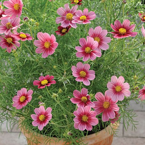 Cosmos Antiquity Flower Seeds