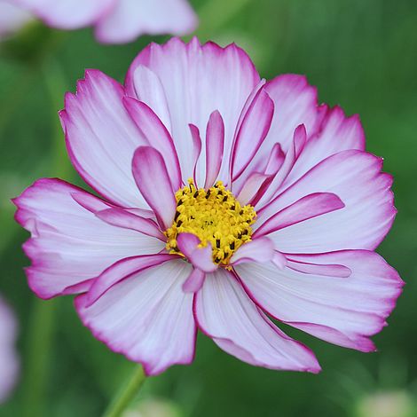 Cosmos Sweet Sixteen Flower Seeds