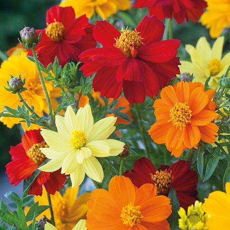 Cosmos Brightness Mixed Flower Seeds