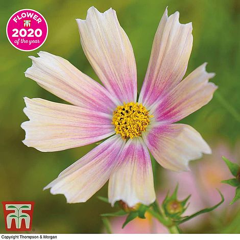 Cosmos Apricot Lemonade Flower Seeds