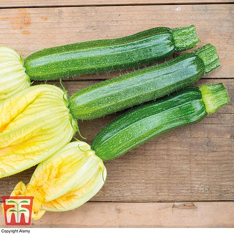 Courgette Defender F1 Hybrid Seeds