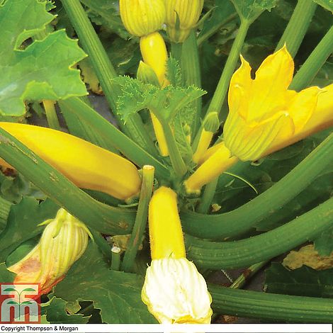 Courgette Orelia F1 Hybrid Vegetable Seeds